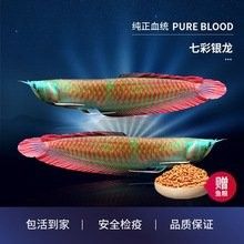 白子招財龍魚的價格是多少？（白子招財龍魚有哪些品種白子招財龍魚有哪些品種） 白子招財龍魚的價格是多少？（白子招財龍魚有哪些品種白子招財龍魚有哪些品種） 龍魚百科 第8張