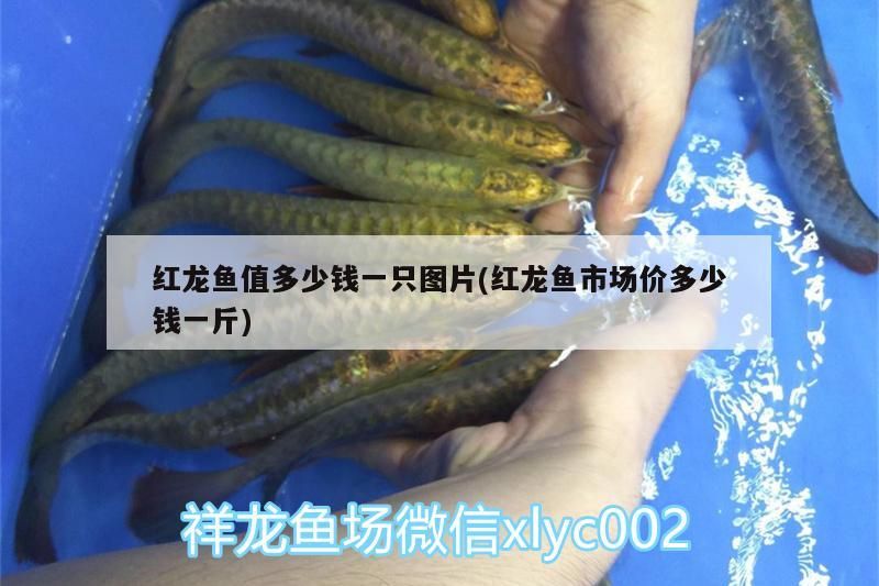 六盤(pán)水觀賞魚(yú)批發(fā)市場(chǎng)地址電話號(hào)碼（六盤(pán)水水產(chǎn)批發(fā)市場(chǎng)在哪里）（上海六盤(pán)水觀賞魚(yú)批發(fā)市場(chǎng)，興義市興創(chuàng)海鮮魚(yú)批發(fā)市場(chǎng)）