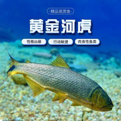 黃金河虎和龍魚哪個更適合新手（黃金河虎和龍魚哪個更貴？）