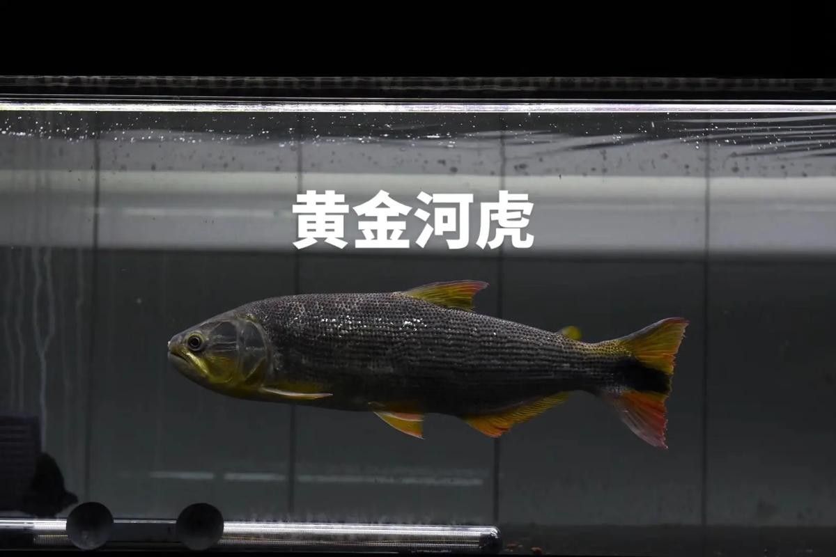 黃金河虎和龍魚哪個(gè)更適合新手（黃金河虎和龍魚哪個(gè)更貴？）