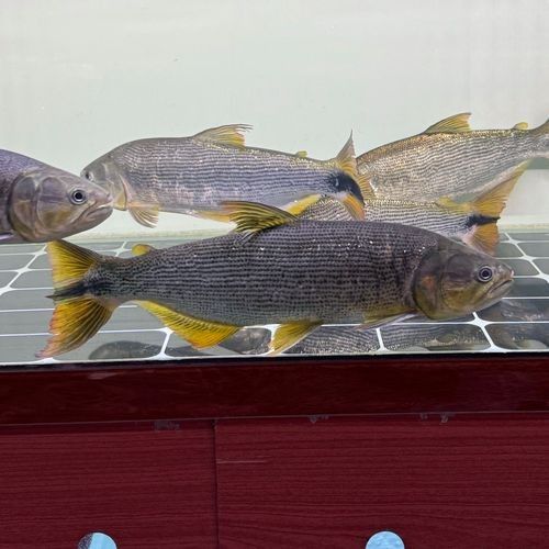 黃金河虎和龍魚哪個(gè)更適合新手（黃金河虎和龍魚哪個(gè)更貴？）