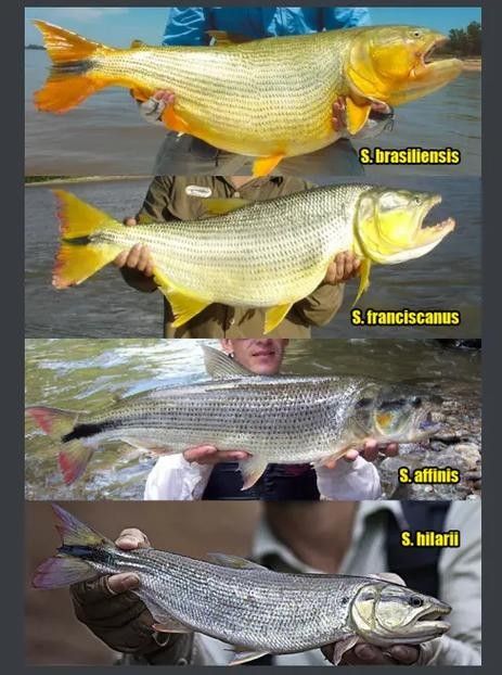 黃金河虎和龍魚哪個更適合新手（黃金河虎和龍魚哪個更貴？）