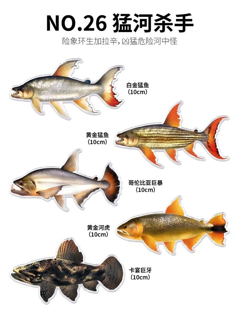 黃金河虎和龍魚哪個更適合新手（黃金河虎和龍魚哪個更貴？）