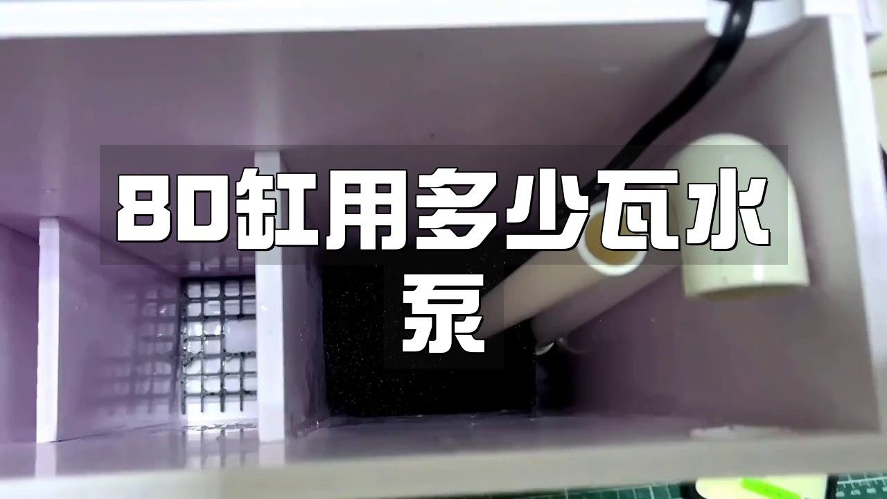 80的魚缸養金龍魚需要多大的功率過濾器（80升的魚缸用多大功率過濾器合適）