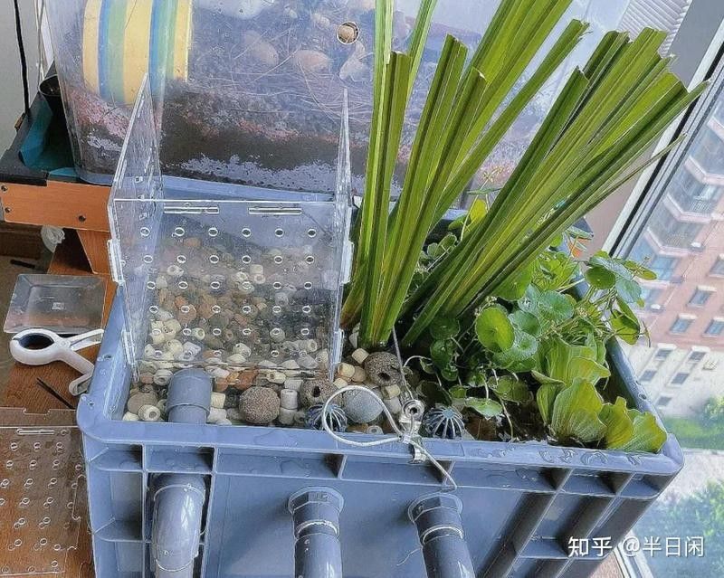 80的魚缸養金龍魚需要多大的功率過濾器（80升的魚缸用多大功率過濾器合適）