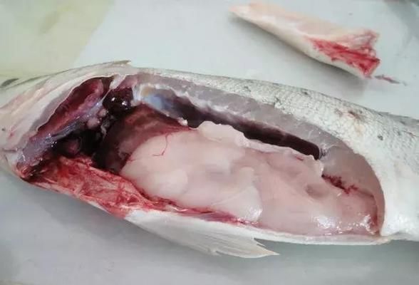 印尼紅龍魚魚苗的價格多少錢，印尼紅龍魚魚苗價格是多少印尼紅龍魚魚苗需要注意哪些因素