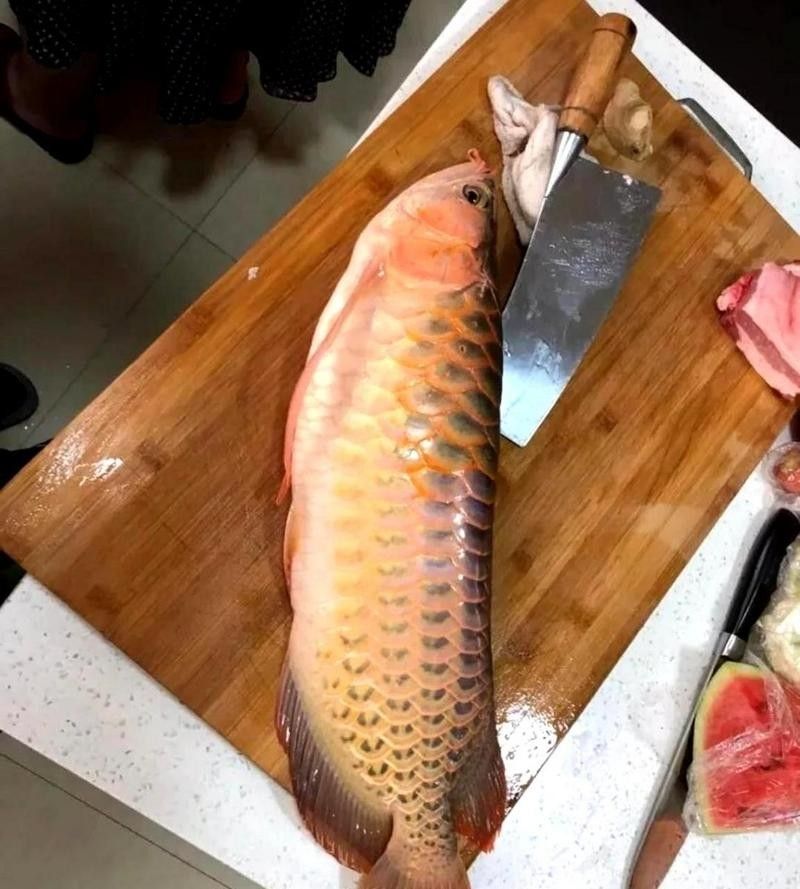 金龍魚的食物是什么（金龍魚吃什么食物最好）