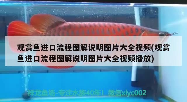 觀賞魚進口流程圖解說明圖片大全視頻(觀賞魚進口流程圖解說明圖片大全視頻播放)（觀賞魚進口流程圖解）