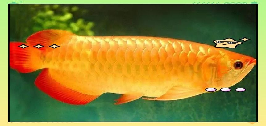 龍魚換水時需要加鹽嗎（魚缸換水加鹽總出錯學會這4步） 龍魚換水時需要加鹽嗎（魚缸換水加鹽總出錯學會這4步） 龍魚百科 第8張
