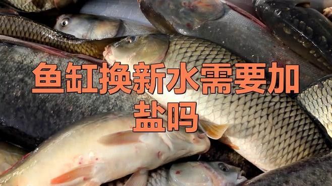 龍魚換水時需要加鹽嗎（魚缸換水加鹽總出錯學會這4步） 龍魚換水時需要加鹽嗎（魚缸換水加鹽總出錯學會這4步） 龍魚百科 第4張
