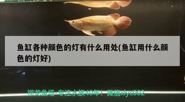 水族燈 魚缸各種顏色的燈有什么用處(魚缸用什么顏色的燈好)(魚缸各種顏色的燈好、魚缸各種顏色的燈有什么用處) 觀賞魚百科 魚缸各種顏色的燈有什么用處(魚缸用什么顏色的燈好)(魚缸各種顏色的燈好、魚缸各種顏色的燈有什么用處) 魚缸各種顏色的燈有什么用處(魚缸用什么顏色的燈好)(魚缸各種顏色的燈好、魚缸各種顏色的燈有什么用處) 觀賞魚百科