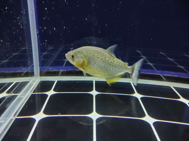 蝴蝶鯉和龍魚的最佳混養(yǎng)比例是多少（蝴蝶鯉和龍魚的最佳混養(yǎng)比例）