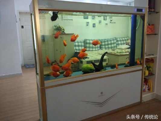 常見觀賞魚品種大全圖解及名稱（常見觀賞魚品種大全圖解及名稱圖片）（常見的觀賞魚品種大全圖解及名稱及名稱）
