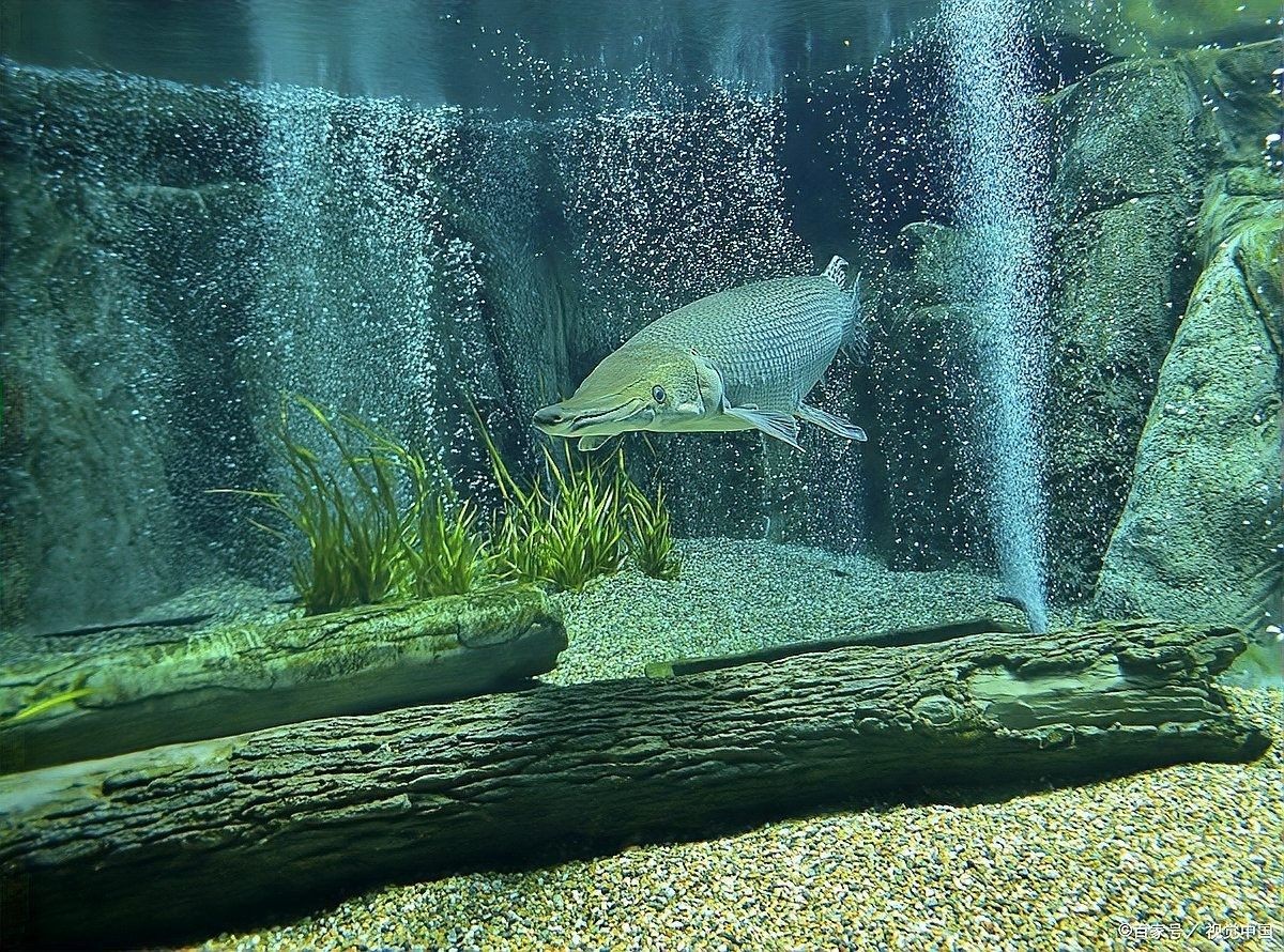 龍魚和錦鯉混養需要多大的魚缸？（龍魚可以和錦鯉混養嗎）
