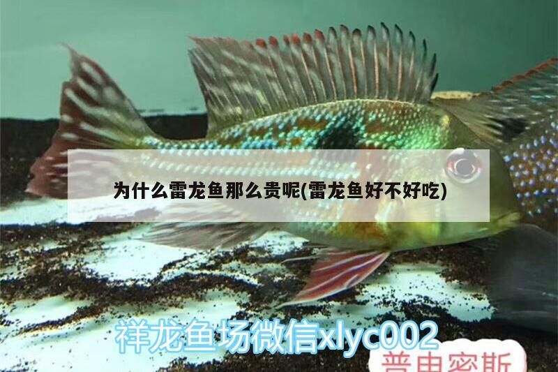 小型魚 為什么雷龍魚那么貴呢(雷龍魚好不好吃)(為什么雷龍魚那么貴呢) 觀賞魚百科 為什么雷龍魚那么貴呢(雷龍魚好不好吃)(為什么雷龍魚那么貴呢) 為什么雷龍魚那么貴呢(雷龍魚好不好吃)(為什么雷龍魚那么貴呢) 觀賞魚百科