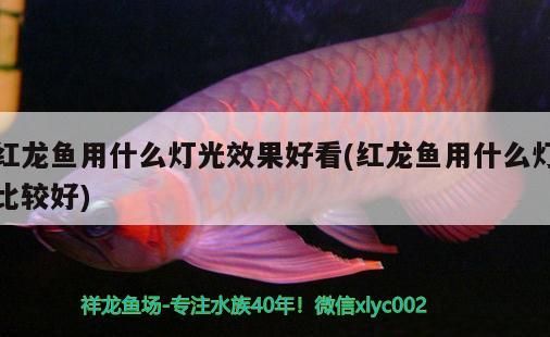 巴彥淖爾水族批發(fā)市場地址電話號（巴彥淖爾水族批發(fā)市場地址電話號碼是多少）（內(nèi)蒙古哪里有批發(fā)市場）