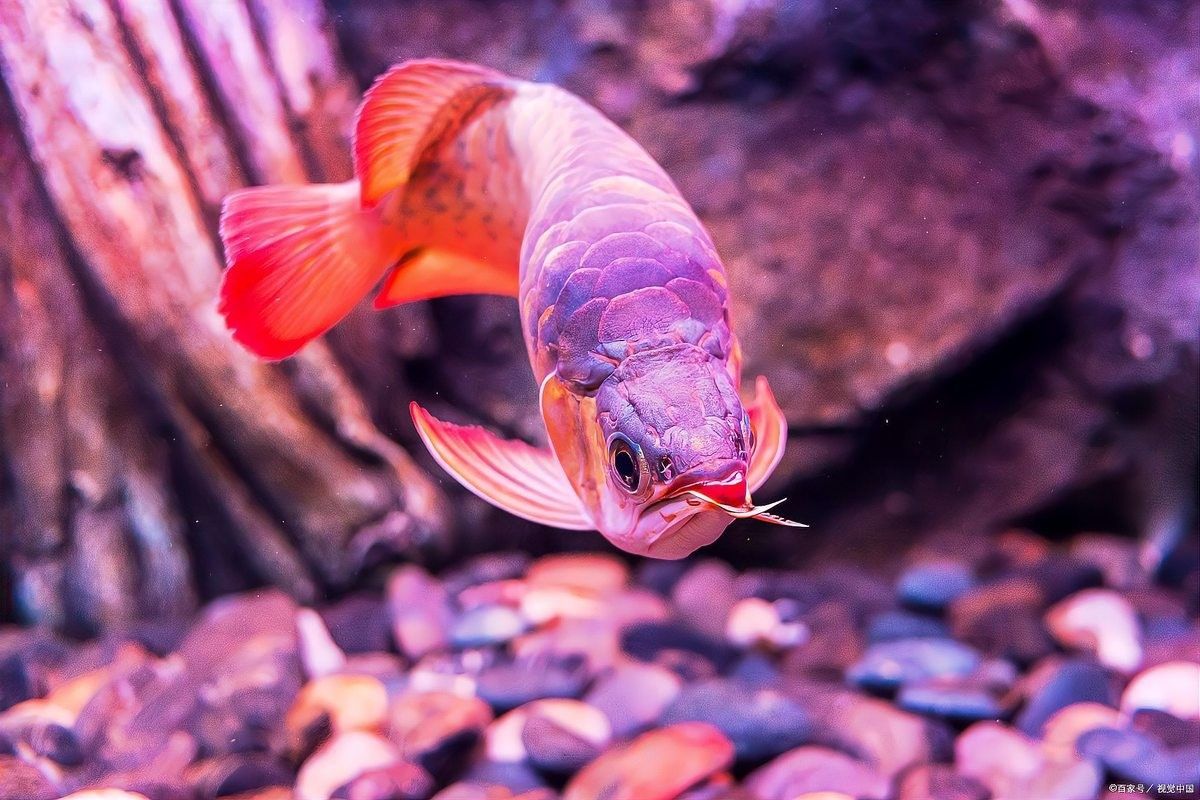 龍魚魚缸需要多大的光照強度？（魚魚缸光照強度需求因個體差異和魚缸大小而異）