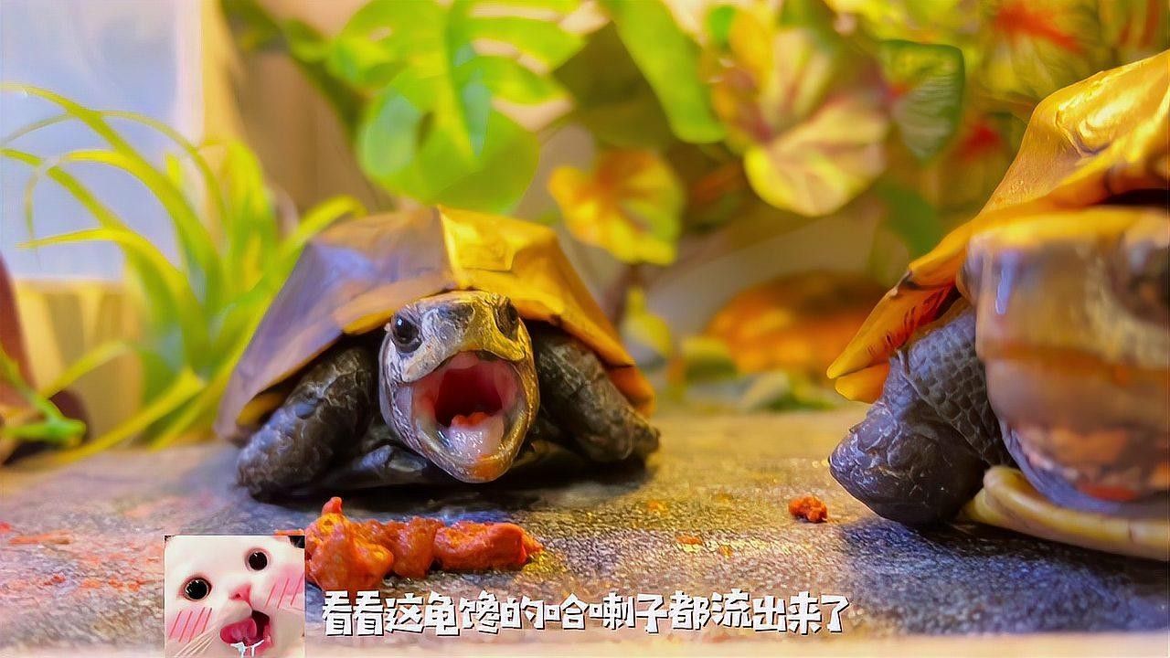 能再推薦幾款發(fā)色飼料嗎？（發(fā)色飼料推薦）