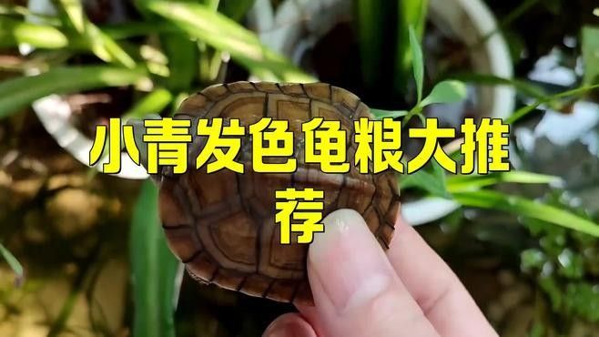 能再推薦幾款發(fā)色飼料嗎？（發(fā)色飼料推薦）