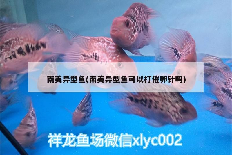 南美異型魚(南美異型魚可以打催卵針嗎)（南美異型魚可以打催卵針嗎）