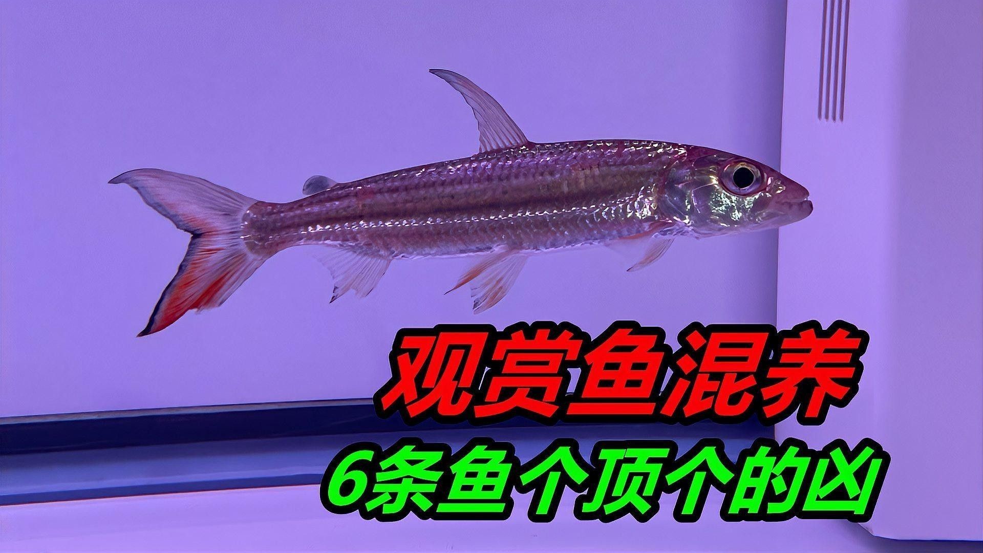 哪種皇冠魚與龍魚混養最佳（哪種皇冠魚與龍魚混養最佳，）
