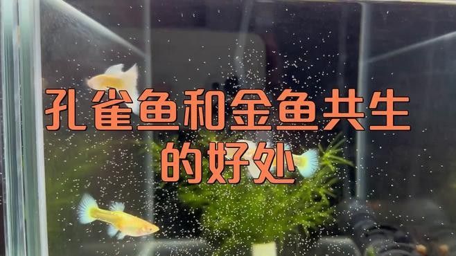 哪種皇冠魚與龍魚混養最佳（哪種皇冠魚與龍魚混養最佳，）