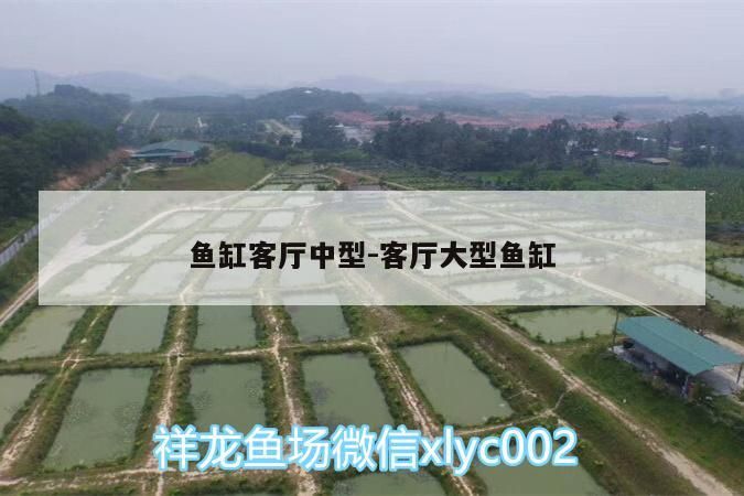魚缸客廳中型:客廳大型魚缸（客廳魚缸養什么魚合適） 魚缸客廳中型:客廳大型魚缸（客廳魚缸養什么魚合適） 觀賞魚百科