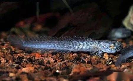 南美鰭龍魚(yú)適合新手養(yǎng)嗎（南美鰭龍魚(yú)怎么養(yǎng)？） 南美鰭龍魚(yú)適合新手養(yǎng)嗎（南美鰭龍魚(yú)怎么養(yǎng)？） 龍魚(yú)百科 第1張
