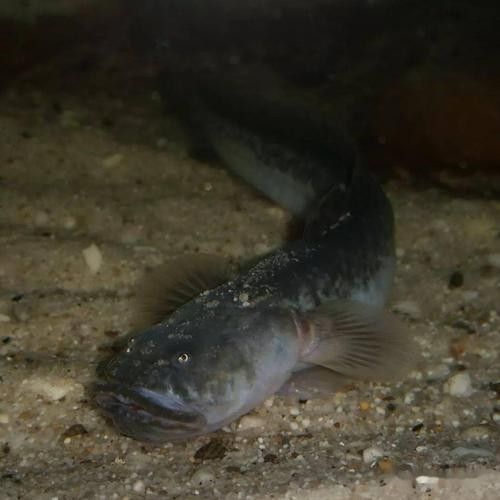 南美鰭龍魚(yú)適合新手養(yǎng)嗎（南美鰭龍魚(yú)怎么養(yǎng)？） 南美鰭龍魚(yú)適合新手養(yǎng)嗎（南美鰭龍魚(yú)怎么養(yǎng)？） 龍魚(yú)百科 第2張