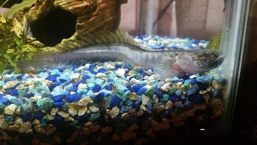 南美鰭龍魚(yú)適合新手養(yǎng)嗎（南美鰭龍魚(yú)怎么養(yǎng)？） 南美鰭龍魚(yú)適合新手養(yǎng)嗎（南美鰭龍魚(yú)怎么養(yǎng)？） 龍魚(yú)百科 第3張