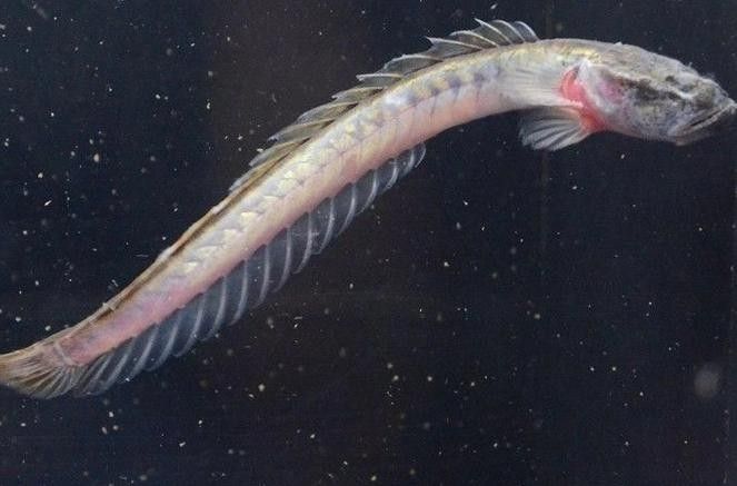 南美鰭龍魚(yú)適合新手養(yǎng)嗎（南美鰭龍魚(yú)怎么養(yǎng)？） 南美鰭龍魚(yú)適合新手養(yǎng)嗎（南美鰭龍魚(yú)怎么養(yǎng)？） 龍魚(yú)百科 第5張