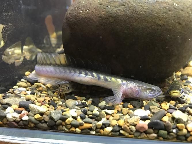南美鰭龍魚(yú)適合新手養(yǎng)嗎（南美鰭龍魚(yú)怎么養(yǎng)？） 南美鰭龍魚(yú)適合新手養(yǎng)嗎（南美鰭龍魚(yú)怎么養(yǎng)？） 龍魚(yú)百科 第4張