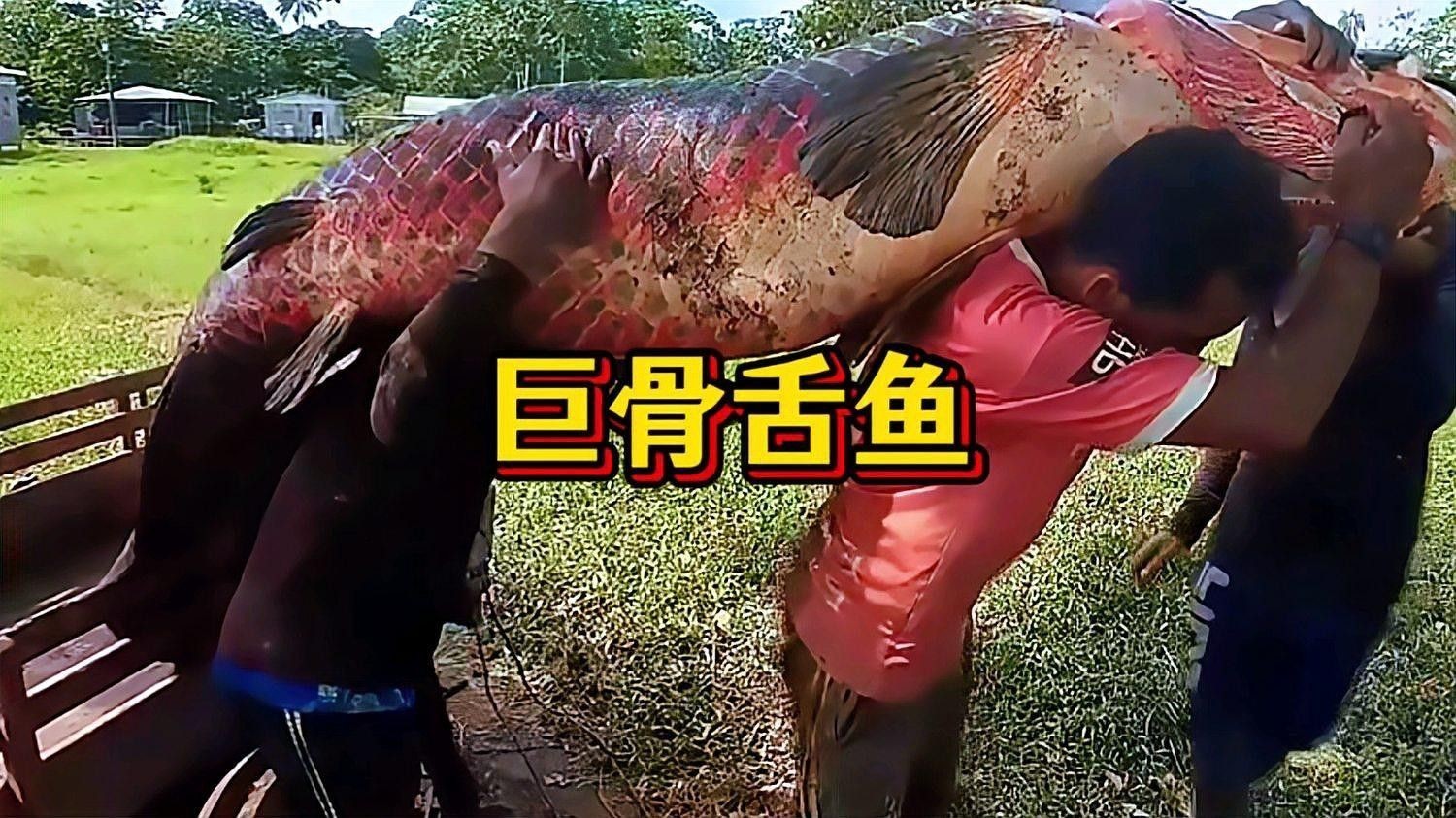龍魚閣水族館有哪些特色品種？（上海龍魚閣水族館春節(jié)展示最具“龍氣”的特色品種）