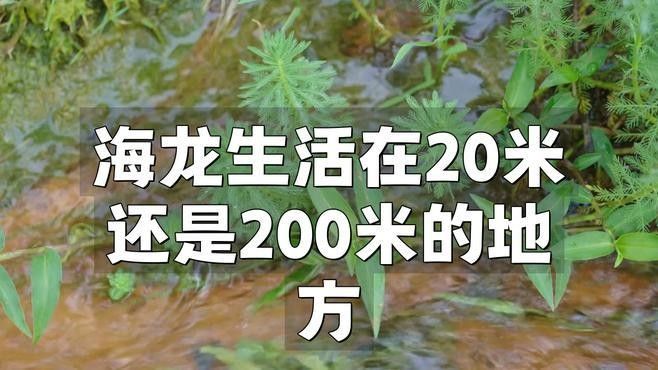 龍魚閣水族館有哪些特色品種？（上海龍魚閣水族館春節(jié)展示最具“龍氣”的特色品種）