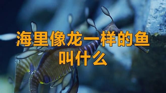 龍魚閣水族館有哪些特色品種？（上海龍魚閣水族館春節(jié)展示最具“龍氣”的特色品種）
