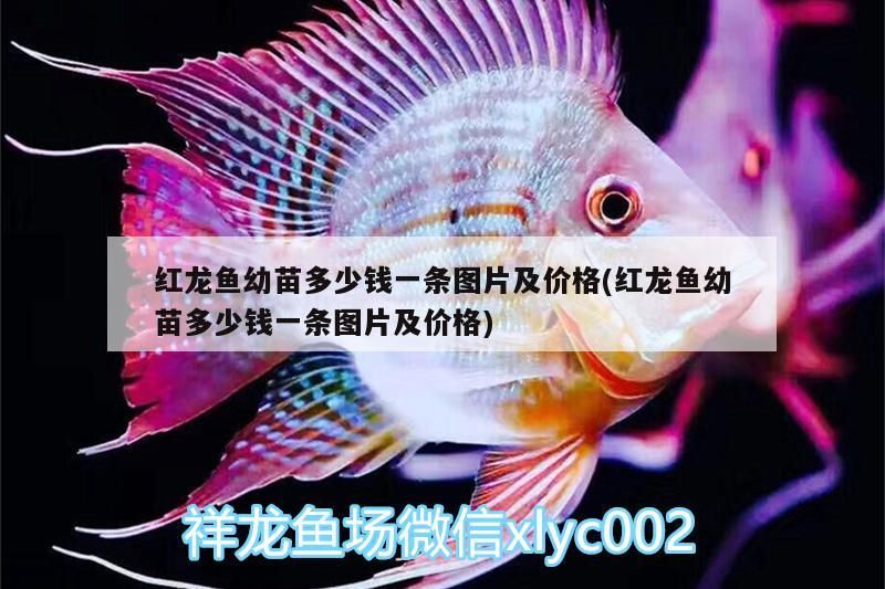 眉山哪里有賣魚缸的店（ 眉山哪里有賣魚缸的店鋪）（四川眉山市魚缸店鋪推薦，迪順魚缸店鋪的簡要介紹） 眉山哪里有賣魚缸的店（ 眉山哪里有賣魚缸的店鋪）（四川眉山市魚缸店鋪推薦，迪順魚缸店鋪的簡要介紹） 觀賞魚百科