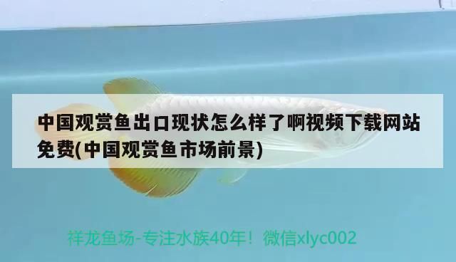 中國觀賞魚出口現(xiàn)狀怎么樣了啊視頻下載網(wǎng)站免費(fèi)(中國觀賞魚市場前景) 中國觀賞魚出口現(xiàn)狀怎么樣了啊視頻下載網(wǎng)站免費(fèi)(中國觀賞魚市場前景) 觀賞魚百科