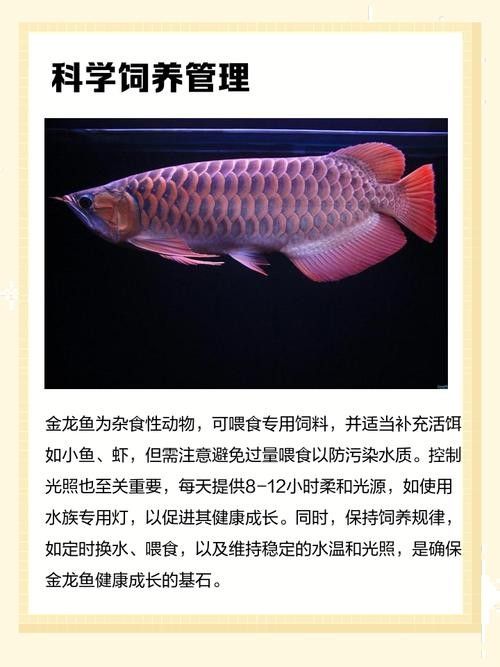 金龍魚品相等級(jí)如何評(píng)估（金龍魚品相等級(jí)評(píng)估）