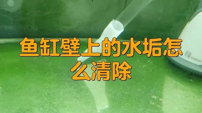金龍魚缸多久清洗一次（金龍魚缸清洗頻率）