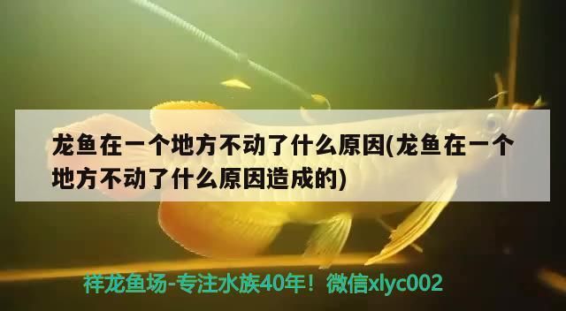龍魚在一個地方不動了什么原因(龍魚在一個地方不動了什么原因造成的)（祥龍魚在一個地方不動了什么原因）