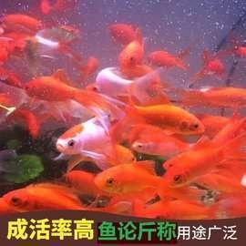 金龍魚和金魚的價格差異大嗎（20-30公分龍魚飼養技巧與注意事項）