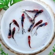 金龍魚和金魚的價格差異大嗎（20-30公分龍魚飼養技巧與注意事項）