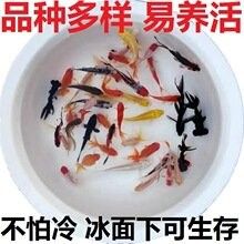 金龍魚和金魚的價格差異大嗎（20-30公分龍魚飼養技巧與注意事項）