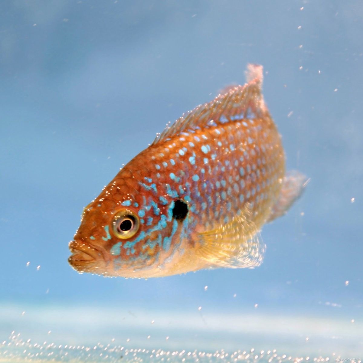 曼龍魚和什么魚混養最佳（「養魚必看」曼龍魚混養指南:新手也能輕松搭配的3種組合玄寵宿舍） 曼龍魚和什么魚混養最佳（「養魚必看」曼龍魚混養指南:新手也能輕松搭配的3種組合玄寵宿舍） 龍魚百科 第8張
