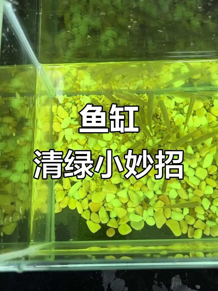 養魚缸水發綠色要怎么處理（ipoppy_魚缸水發綠了怎么解決）