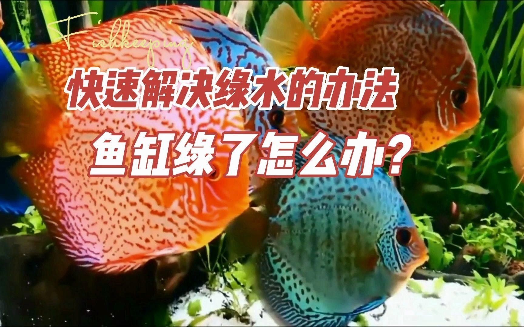 養(yǎng)魚缸水發(fā)綠色要怎么處理（ipoppy_魚缸水發(fā)綠了怎么解決）