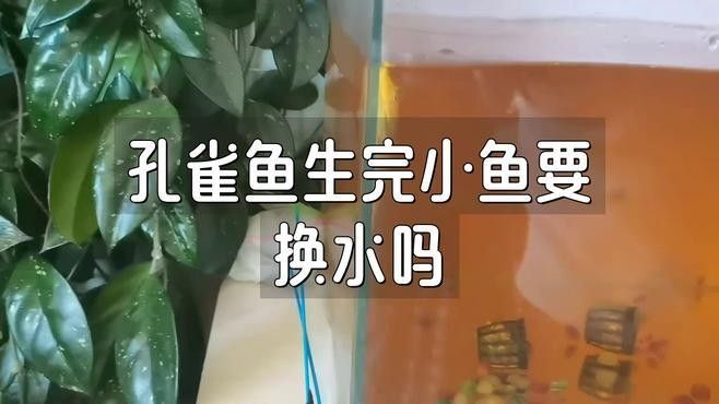繁殖后多久換水比較合適？（七彩神仙魚產卵后多久換水合適，水質管理是確保魚類健康和生長的關鍵因素之一）