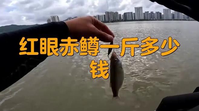 紅鱒魚多少錢一斤
