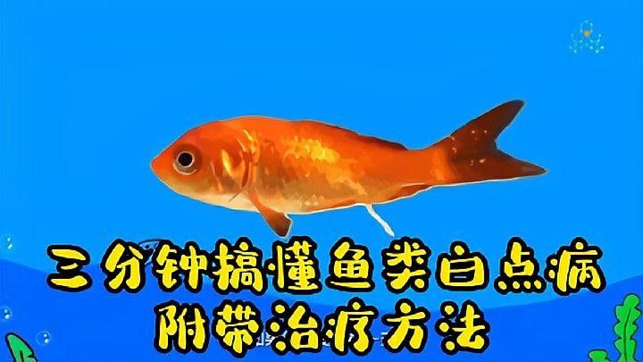 魚身上鱗片變白怎么治（魚身上鱗片變白怎么辦）