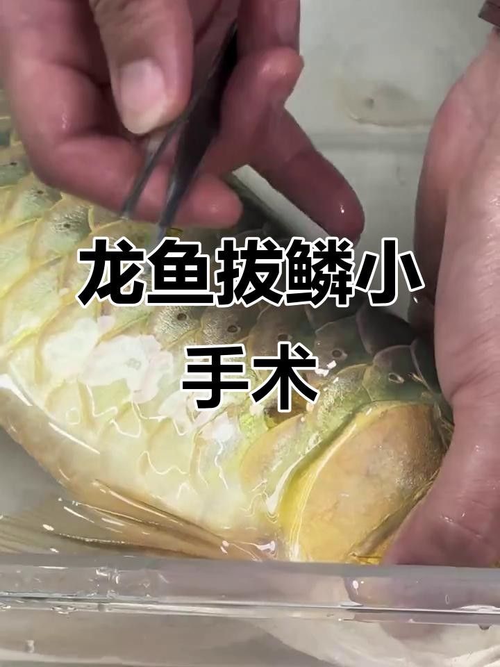 龍魚鱗片疾病腐爛（龍魚鱗片爛了怎么辦教你快速恢復(fù)健康全民小視頻）